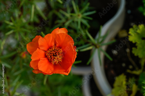 Bright orange portulaca flower. Moss rose flower.