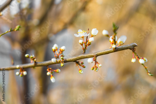 Selective focus of the blossoming beautiful white flowers on the tree branch in springtime photo