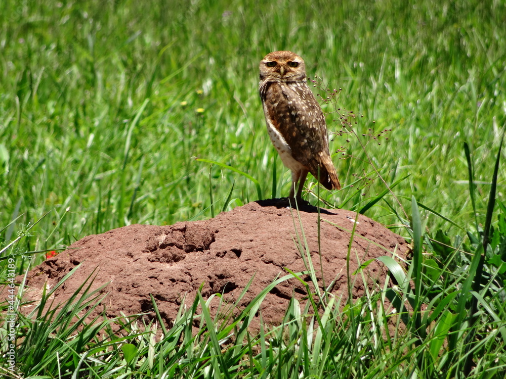 burrowing owl, athene cunicularia, sitting on a termite hill