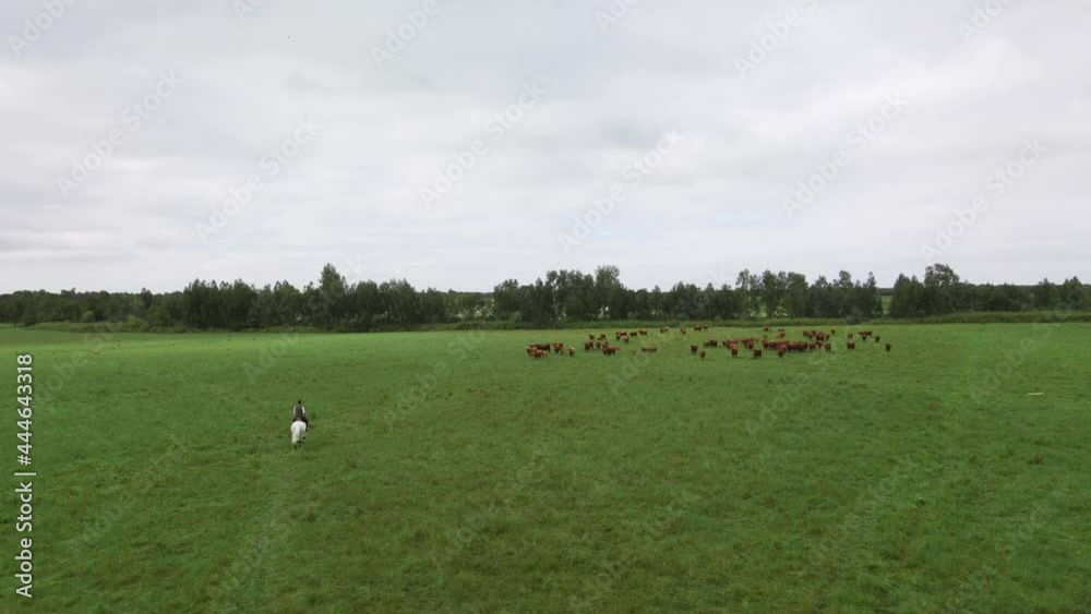 Group of cows running on a filed with a knight and a horse Group of cows running on a filed with a knight and a horse