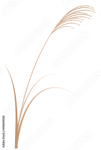 十五夜　秋　ススキ　アイコン