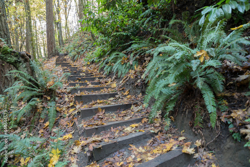 Wet uphill trail in a forest with wild plants on the side in Tacoma, Washington photo