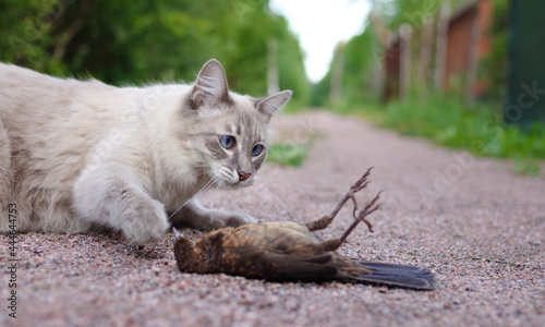 The cat hunts a bird in the grass in a meadow. A predator catches a chick in the field. The hunter cat is watching the victim. Summer scene