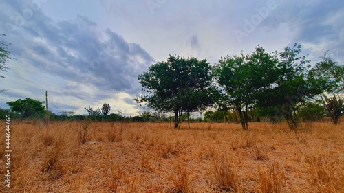 trees in the field