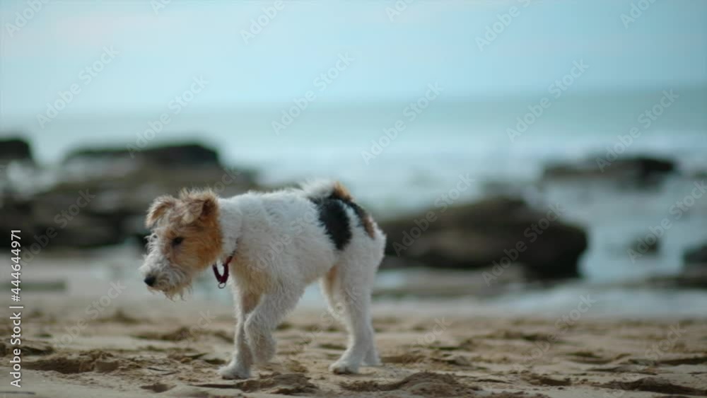 Little fluffy puppy explores the beach Little fluffy puppy explores the beach