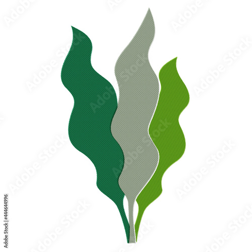 Illustration of seaweed (white background, vector, cut out)