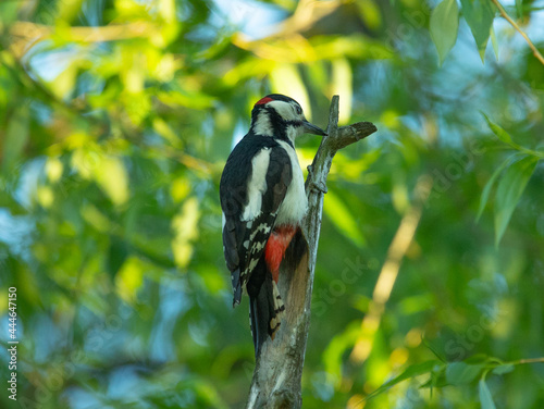 a woodpecker is hammering the top of a tree © FlyVi