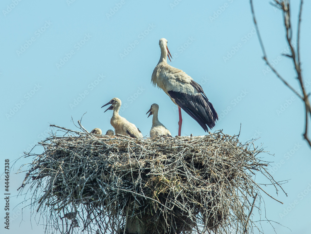 Fototapeta premium A family of storks in a nest