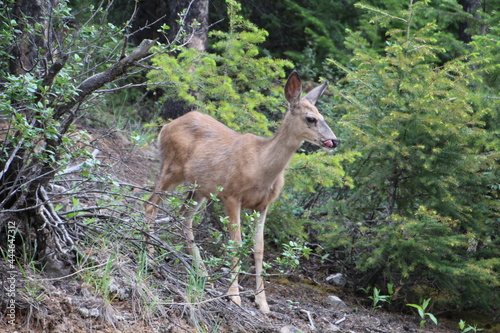 Fototapeta Naklejka Na Ścianę i Meble -  Deer On The Hill, Jasper National Park, Alberta