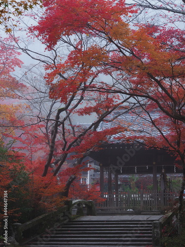 紅葉と霧に包まれた神社