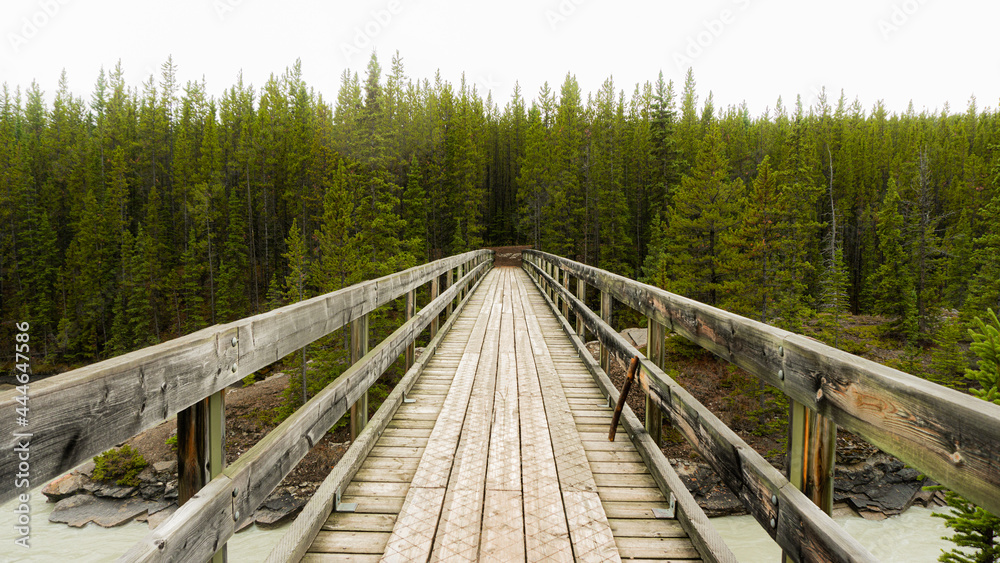 Wood Bridge Forest Nature Canada Rocky Mountains