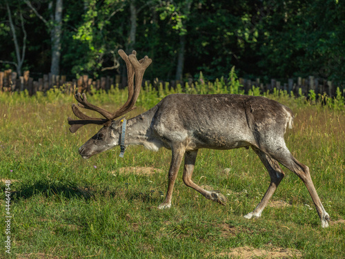 A reindeer is grazing in a meadow