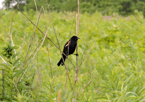 Red winged blackbird in the prairie