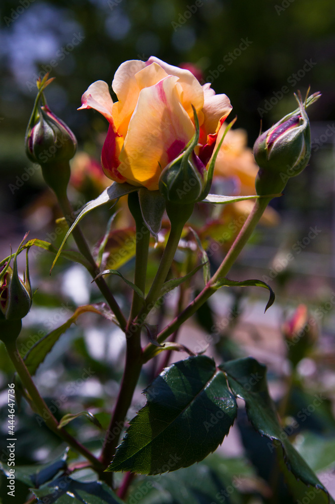 This flower is Rose. The name of this rose is Manyoh. This flower is Rose. The name of this rose is Manyoh.