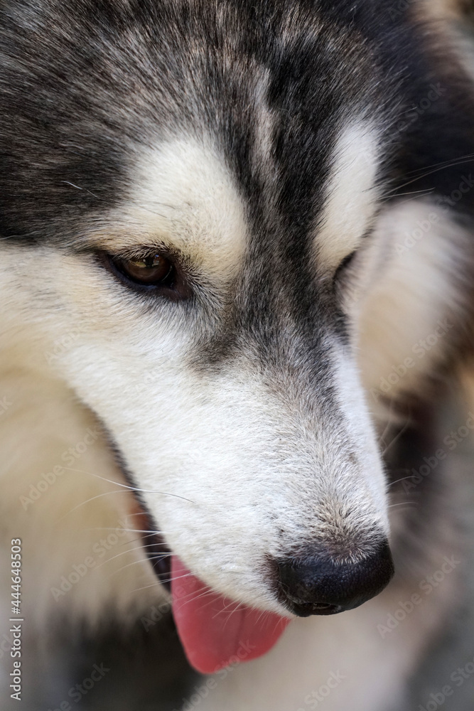 cute husky dog for pet