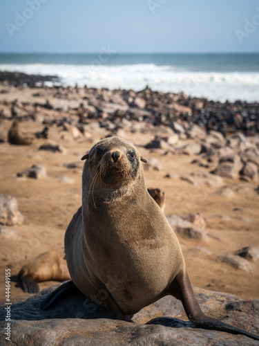 Seals at the Cape Cross Seal Reserve on the Skeleton Coast in Namibia. Cape Cross is home to one of the largest colonies of Cape fur seals in the world.