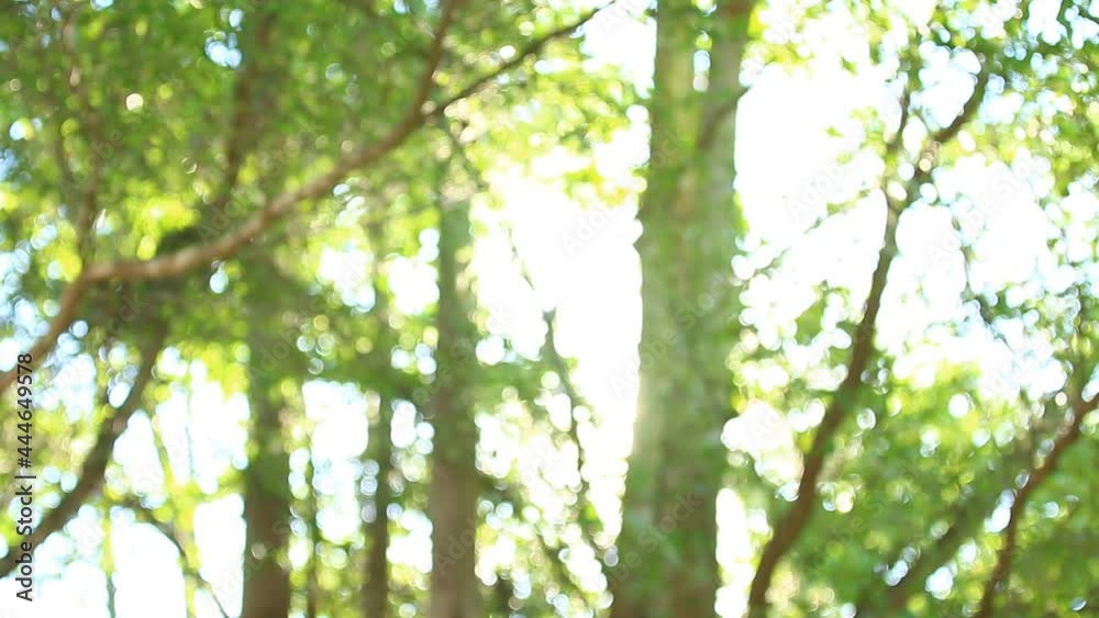 Blurred tree in the forest , Chiangmai province Thailand. Blurred tree in the forest , Chiangmai province Thailand.