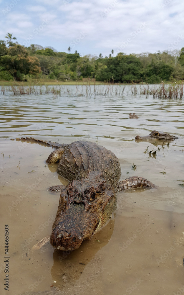 crocodile in the swamp