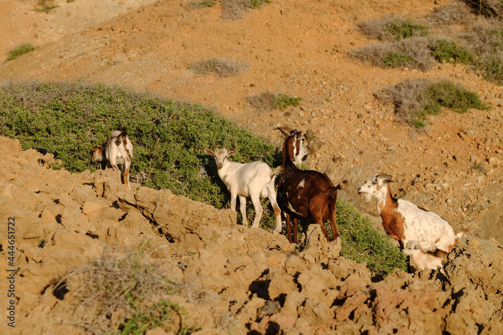 goats in the desert