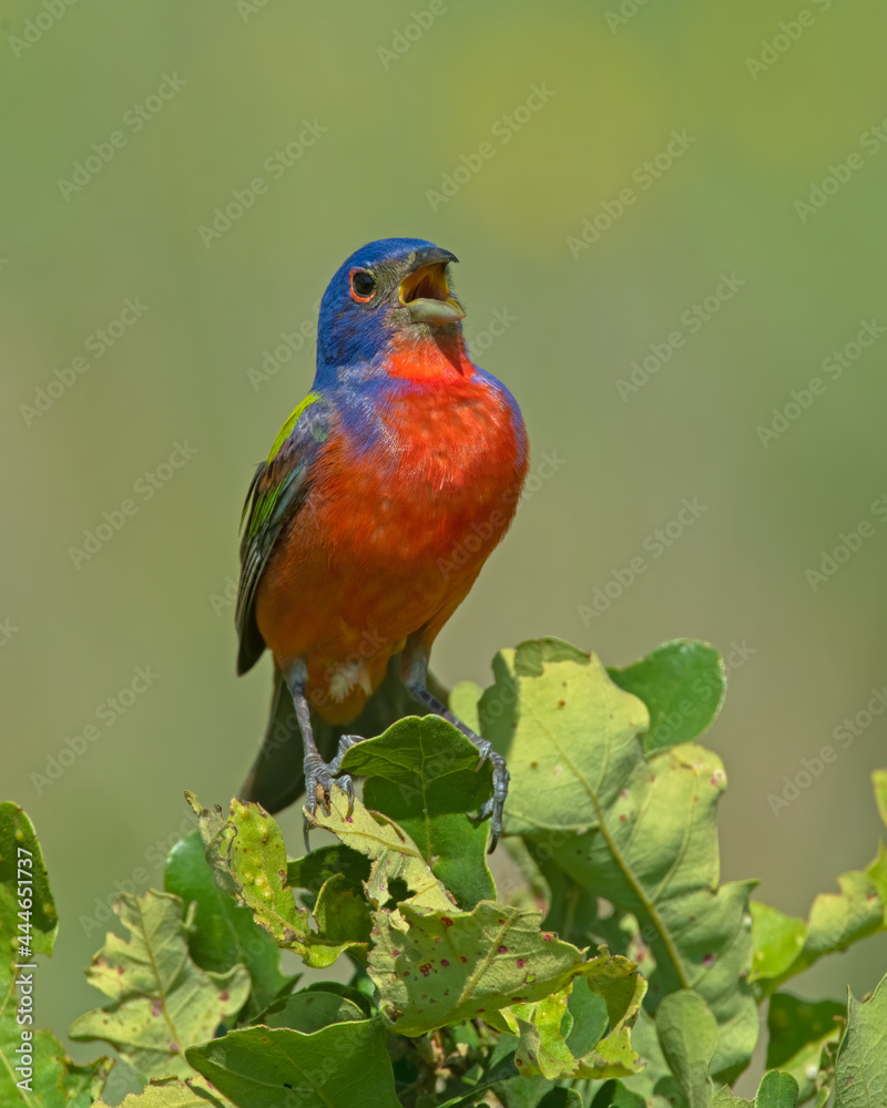 Male Painted Bunting Male Painted Bunting