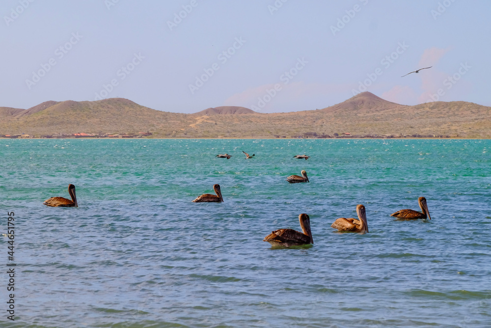 Pelicans resting on a sea of blue tones with mountains in the background
