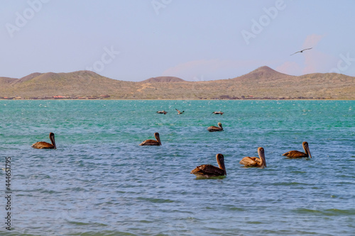 Obraz na płótnie Pelicans resting on a sea of blue tones with mountains in the background w salonie