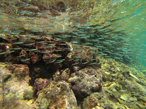 shoal of small fish next to coral