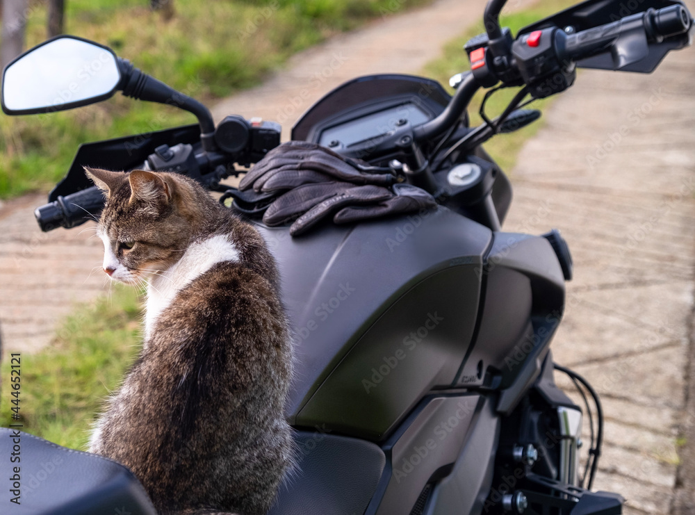 cat sitting on motorcycle