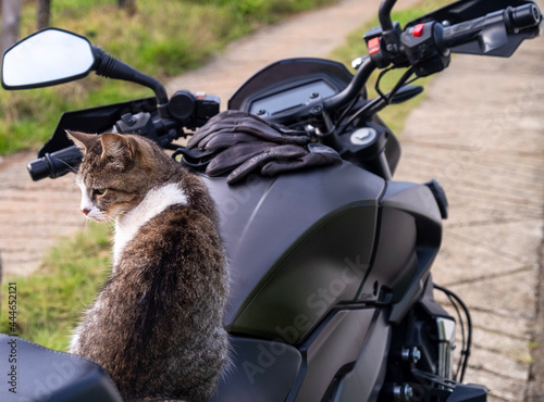 Obraz na płótnie cat sitting on motorcycle w salonie