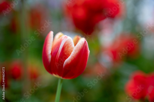Red and White Tulip with blurred background