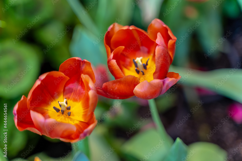 Red and White Tulip with blurred background Red and White Tulip with blurred background