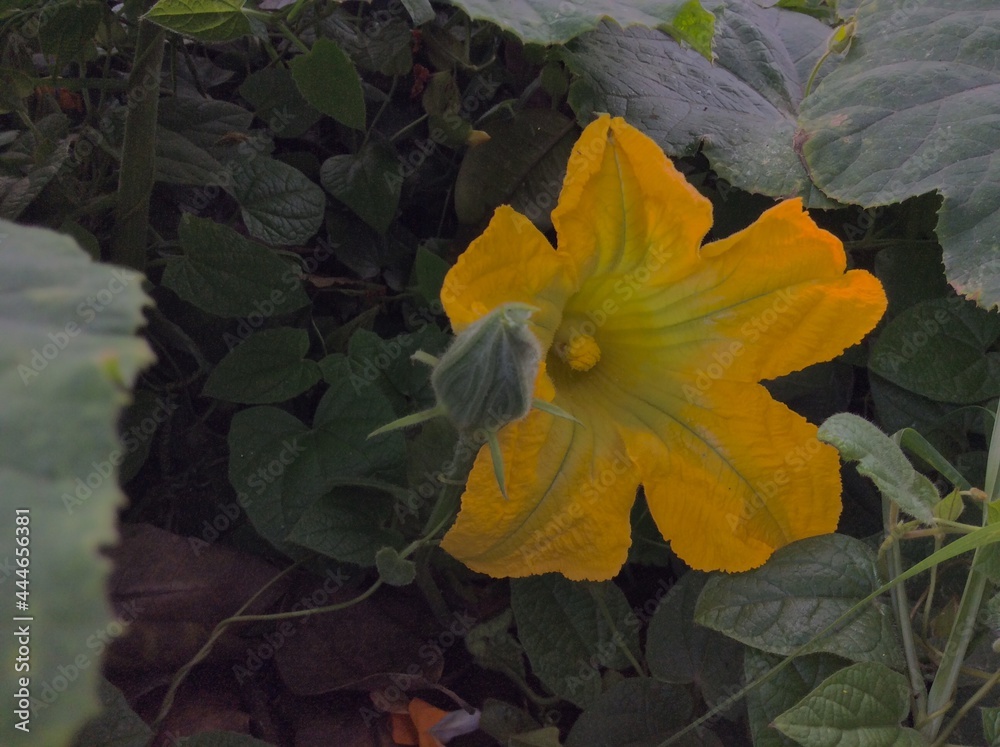 (Cucurbita moschata) Auyama o Calabacita amarilla. Flor de la planta