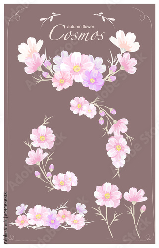cosmos-autumn flower