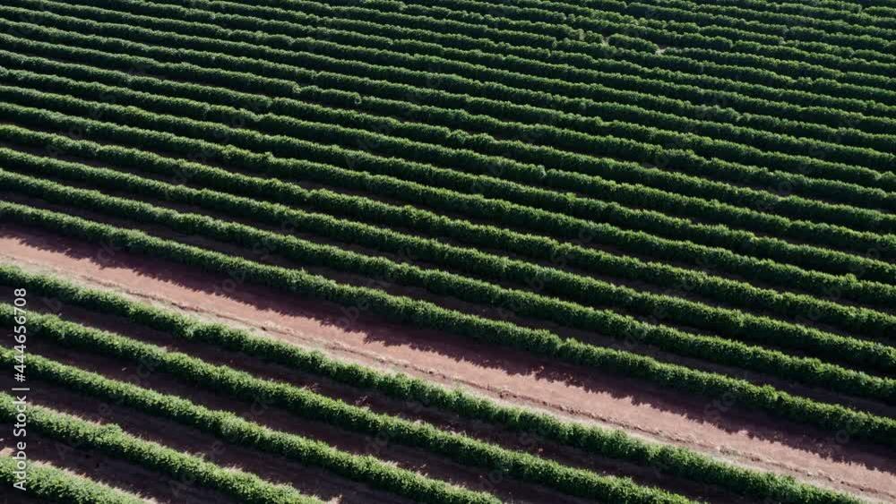 Aerial view of a coffee farm. Coffee plantation. Coffee growing. 4K. Aerial view of a coffee farm. Coffee plantation. Coffee growing. 4K.