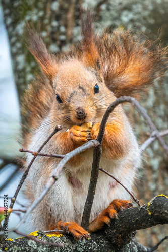 The squirrel with nut sits on a branches in the spring or summer. © Dmitrii Potashkin