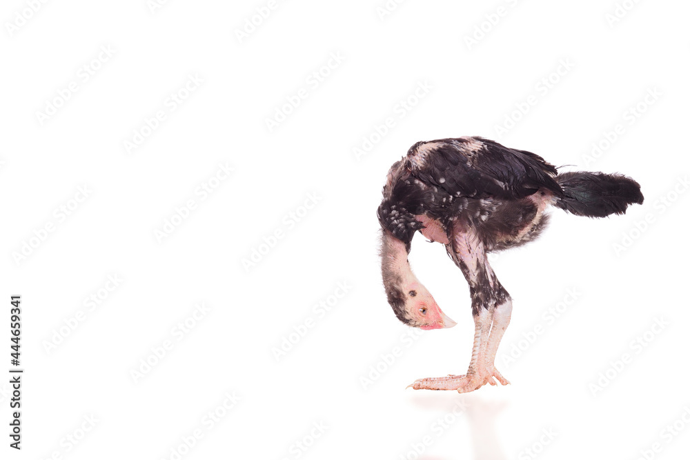 Obraz premium full body native chick standing on white background
