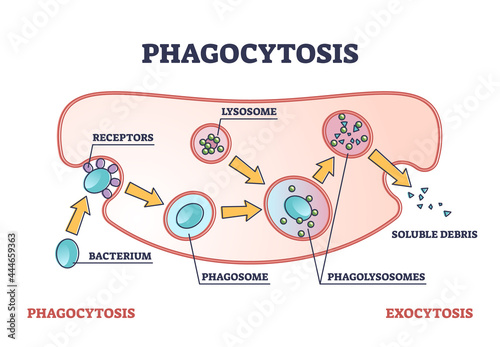 Phagocytosis as cellular ingesting and eliminating process outline diagram. Cell immunity response and anatomical organism mechanism to eliminate enemies, bacterium and particles vector illustration. photo