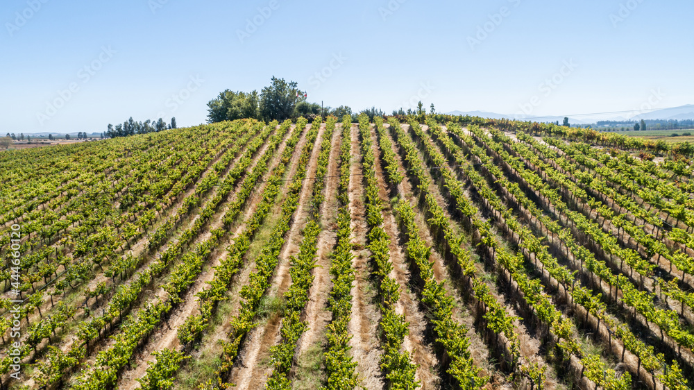 Aerial landscape over fields of vineyards grape with designation of origin. Grape plantation cutie wine lines perfect production winery wine blanc cabernet sauvignon merlot