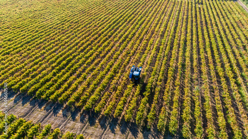 Harvesting grapes in the Chilean vineyard with harvester. Chile, Latin America.