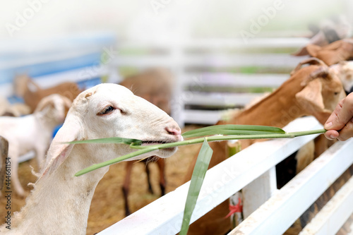 Weed the sheep in the farm by children's hands.