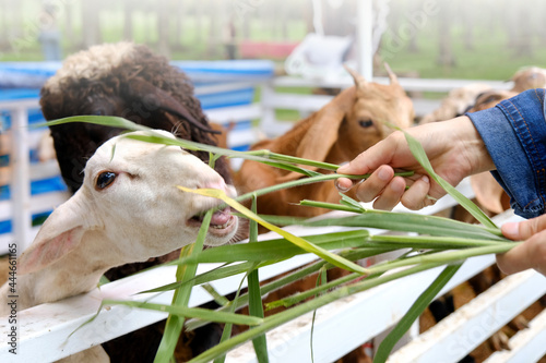 Weed the sheep in the farm by children's hands.