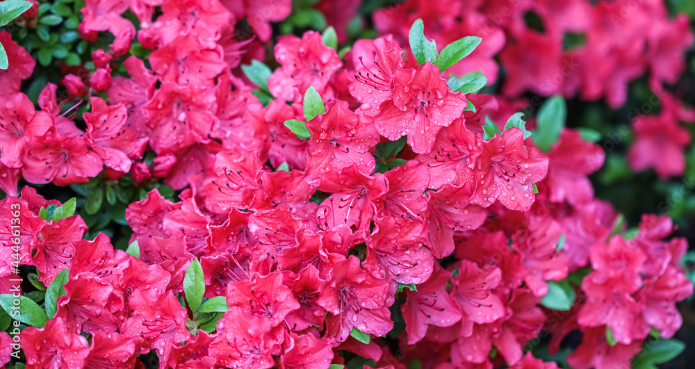 Blooming red azalea flowers with dew drops in spring garden. Gardening concept. Floral background Blooming red azalea flowers with dew drops in spring garden. Gardening concept. Floral background