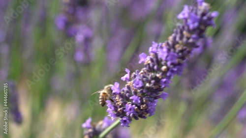 Honey Bee and Lavender Flowers in Slow Motion Swaving in a Light Wind, Provence in Macro photo