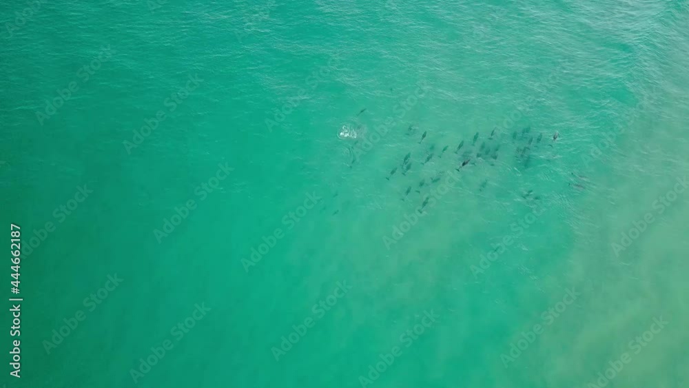Pod of Dolphins at Fingal Head, Northern NSW, Australia Pod of Dolphins at Fingal Head, Northern NSW, Australia