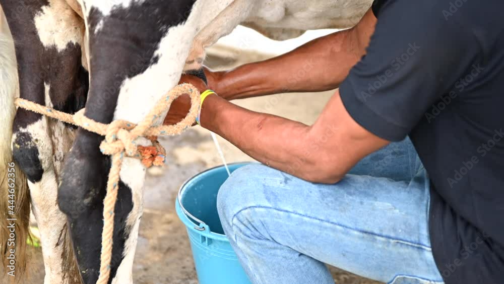 Man manually milking a white and black cow. The stream of milk is going into a blue bucket. Man manually milking a white and black cow. The stream of milk is going into a blue bucket.