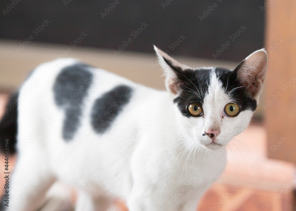 portrait of a white cat with eyes portrait of a white cat with eyes
