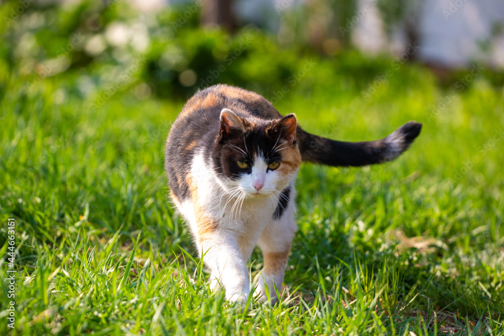 a tricolor cat walks on the grass on a sunny day
