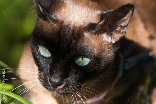 Foto Tonkinese cats with stunning blue eyes