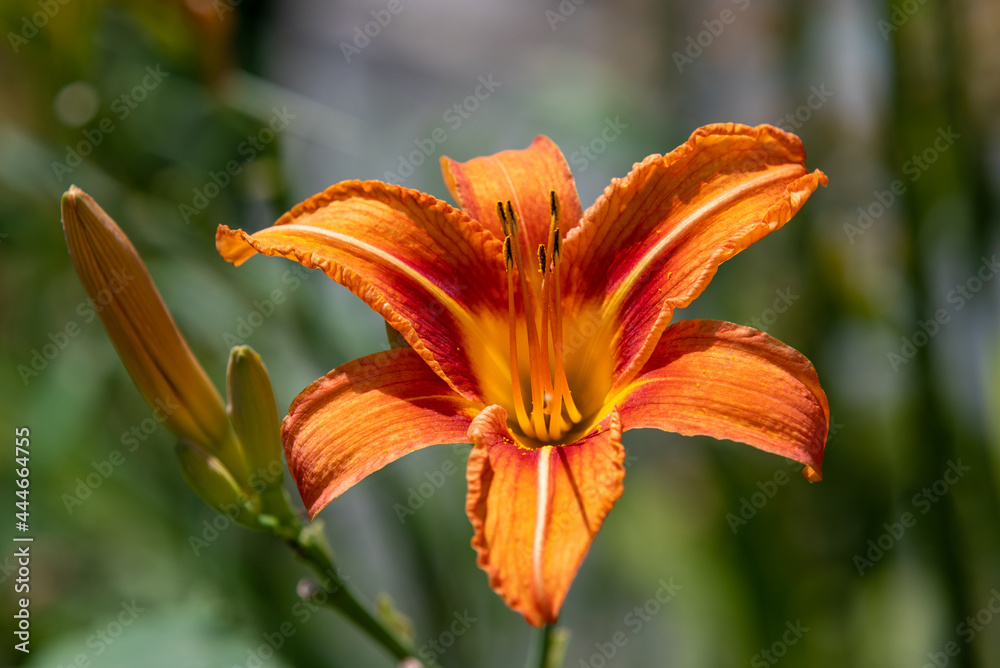 orange lilya close-up with an orange Lilium bulbiferum flower flower orange lilya close-up with an orange Lilium bulbiferum flower flower