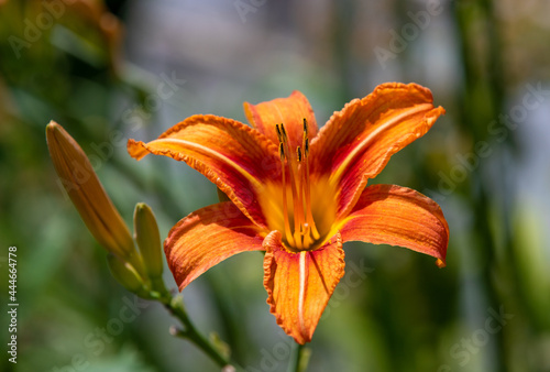 a close-up with an orange lily flower